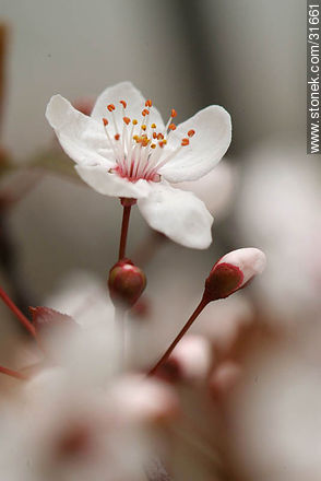 Plum tree flower - Flora - MORE IMAGES. Photo #31661