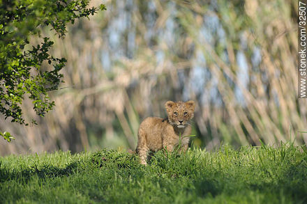 Lecocq zoo. Lion cub. - Department of Montevideo - URUGUAY. Photo #32507