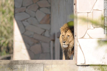 Lecocq zoo. Lion. - Department of Montevideo - URUGUAY. Photo #32510