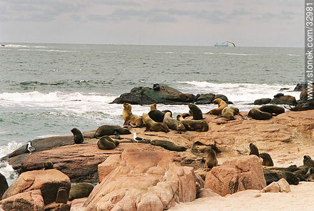 Sea lions or sea wolves colony. - Punta del Este and its near resorts - URUGUAY. Photo #32981