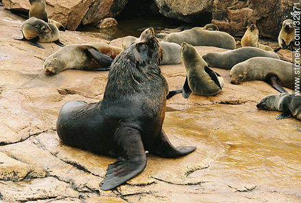Male sea wolf and its harem - Punta del Este and its near resorts - URUGUAY. Photo #32971