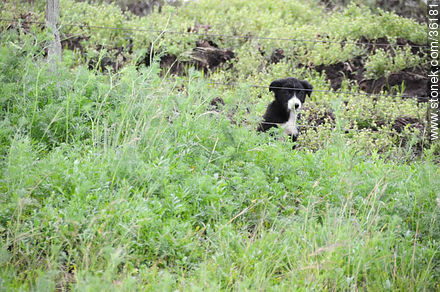 Perrito curioso detrás del alambrado - Departamento de Artigas - URUGUAY. Foto No. 36181