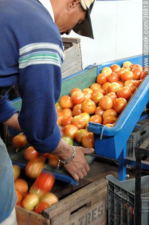 Línea de producción del tomate - Departamento de Salto - URUGUAY. Foto No. 36819