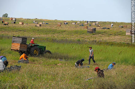 Trabajo de la cebolla en el campo - Departamento de Salto - URUGUAY. Foto No. 36796