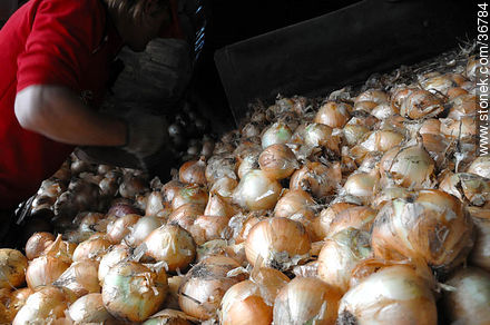 Cebollas para la línea de proceso - Departamento de Salto - URUGUAY. Foto No. 36784