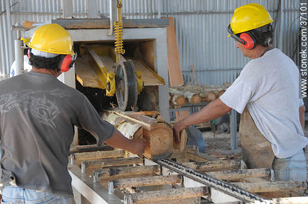 Industria maderera. Separación de cortes exteriores. - Departamento de Paysandú - URUGUAY. Foto No. 37101