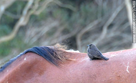 Bird over a horse. - Department of Rocha - URUGUAY. Photo #37469