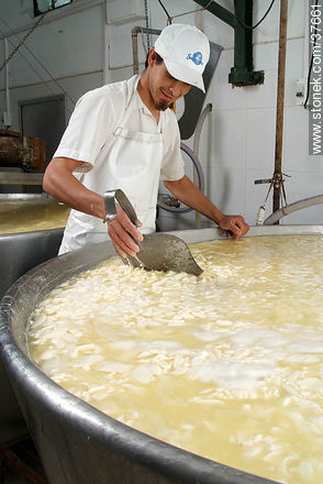 Pequeña industria de fabricación de quesos - Departamento de Colonia - URUGUAY. Foto No. 37661