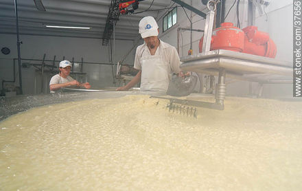 Pequeña industria de fabricación de quesos - Departamento de Colonia - URUGUAY. Foto No. 37656