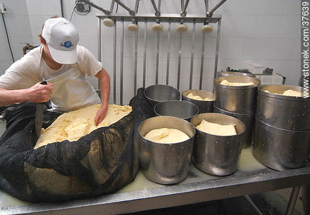 Pequeña industria de fabricación de quesos - Departamento de Colonia - URUGUAY. Foto No. 37639