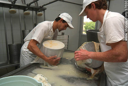Pequeña industria de fabricación de quesos - Departamento de Colonia - URUGUAY. Foto No. 37630