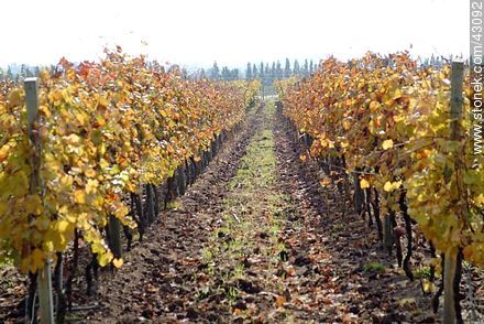 Vineyard in autumn - Department of Canelones - URUGUAY. Photo #43092