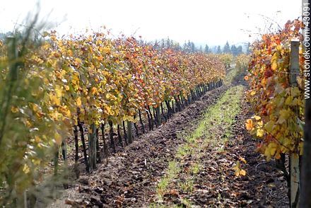 Vineyard in autumn - Department of Canelones - URUGUAY. Photo #43091