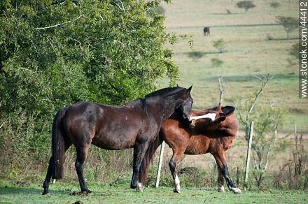 Juego de caballos - Fauna - IMÁGENES VARIAS. Foto No. 44412