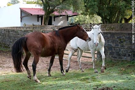 Horses playing - Fauna - MORE IMAGES. Photo #44366