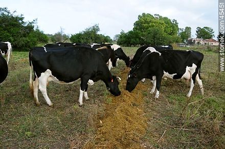 Cows eating ration - Fauna - MORE IMAGES. Photo #45451