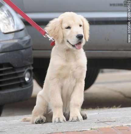 Cachorro de Golden Retriever - Fauna - IMÁGENES VARIAS. Foto No. 45523