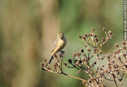 Double - collared Seedeater - Department of Rocha - URUGUAY. Photo #56032