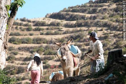 Transport of containers of water by donkey in the Isla del Sol Island, Lake Titicaca, Bolivia. - Bolivia - Others in SOUTH AMERICA. Photo #52437