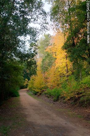Camino de otoño en el Arboreto Lussich - Punta del Este y balnearios cercanos - URUGUAY. Foto No. 54682