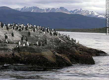 Cormorants on an island in the Beagle Channel -  - ARGENTINA. Photo #56873