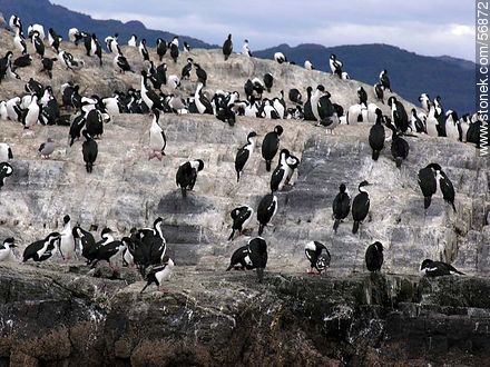 Cormoranes en una isla del canal Beagle -  - ARGENTINA. Foto No. 56872