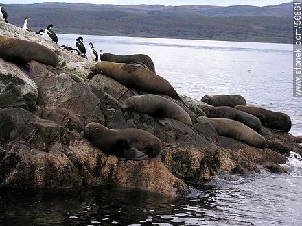 Isla de Lobos de Ushuaia. Cormoranes y lobos marinos. -  - ARGENTINA. Foto No. 56861