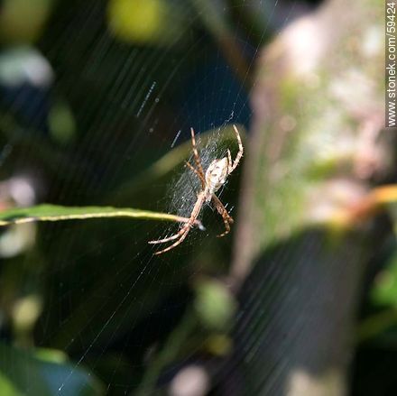 Spider - Fauna - MORE IMAGES. Photo #59424