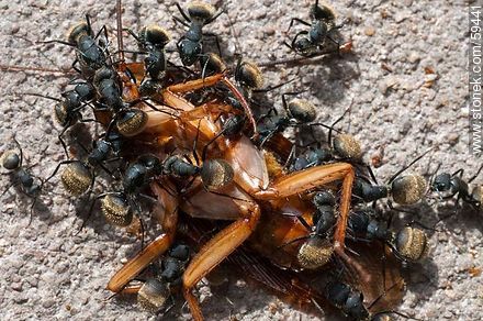 Hormigas negras devorando una cucaracha - Fauna - IMÁGENES VARIAS. Foto No. 59441