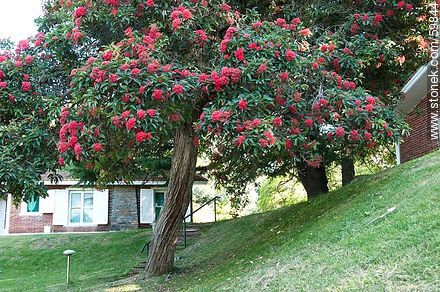 Tipo de eucalipto de flores rojas - Departamento de Lavalleja - URUGUAY. Foto No. 59844