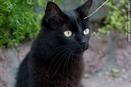 Black cat - Fauna - MORE IMAGES. Photo #59987
