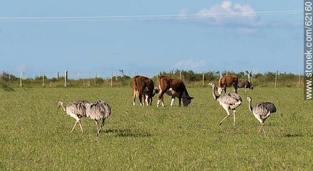 Rheas and cows in the field - Durazno - URUGUAY. Photo #62160