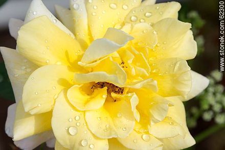Rosa amarilla con gotas de agua - Flora - IMÁGENES VARIAS. Foto No. 62300