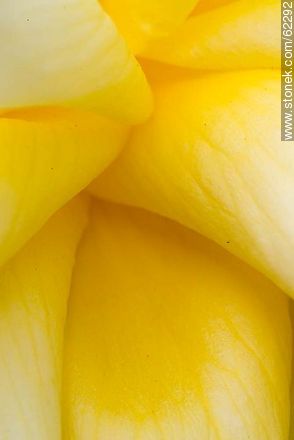 Closeup of yellow rose - Flora - MORE IMAGES. Photo #62292
