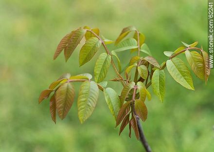 Walnut sapling - Flora - MORE IMAGES. Photo #62241