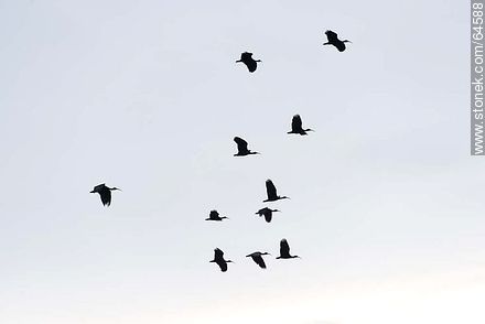 Flock of Bare-faced Ibis - Fauna - MORE IMAGES. Photo #64588