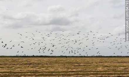 Birds on freshly harvested rice fields - Department of Treinta y Tres - URUGUAY. Photo #64793