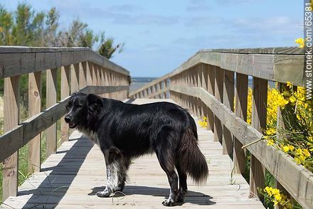 Perro en el acceso de madera a la playa - Departamento de Maldonado - URUGUAY. Foto No. 65381