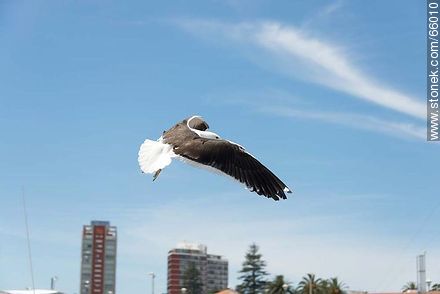 Seagull flying - Fauna - MORE IMAGES. Photo #66010