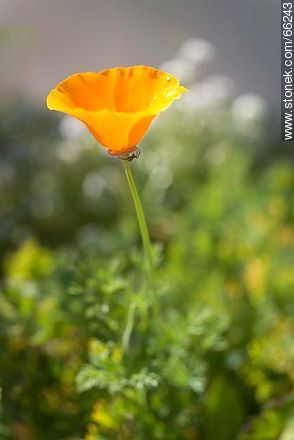 Golden poppy, California sunlight, cup of gold  - Flora - MORE IMAGES. Photo #66243