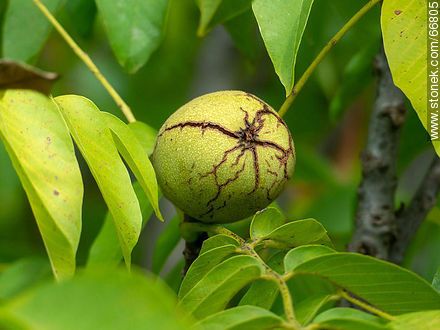 Fruto de nogal. La cáscara, involucro, agrietada - Flora - IMÁGENES VARIAS. Foto No. 66805