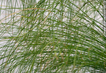 Papyrus leaves - Flora - MORE IMAGES. Photo #66778