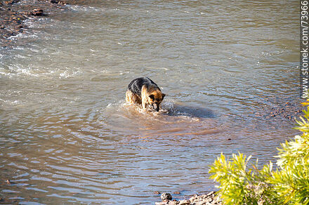 Perro overjero alemán jugando en el arroyo - Departamento de Tacuarembó - URUGUAY. Foto No. 73966