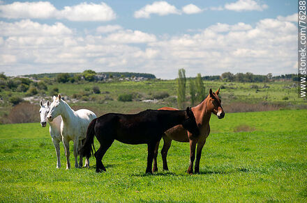 Horses in the field - Department of Florida - URUGUAY. Photo #76288