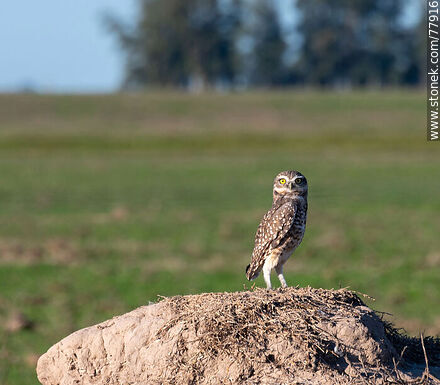 Barn Owl - Fauna - MORE IMAGES. Photo #77916