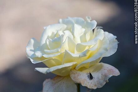 White rose - Department of Rocha - URUGUAY. Photo #81284