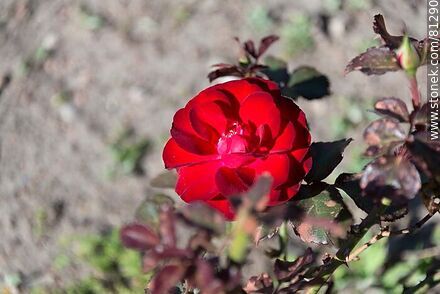Red rose - Department of Rocha - URUGUAY. Photo #81290