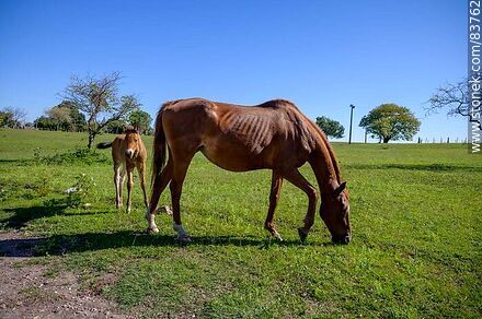 Mare with her foal - Department of Salto - URUGUAY. Photo #83762