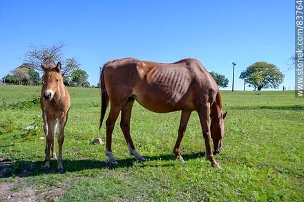 Mare with her foal - Department of Salto - URUGUAY. Photo #83764