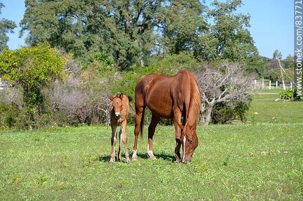 Mare with her foal - Department of Salto - URUGUAY. Photo #83771